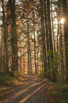 autumnal painted forest