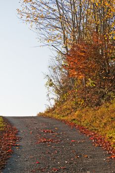 autumnal painted forest with way