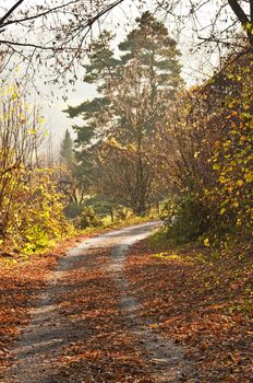 autumnal painted forest with way