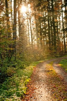 autumnal painted forest