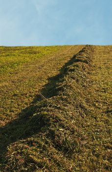 meadow with hay