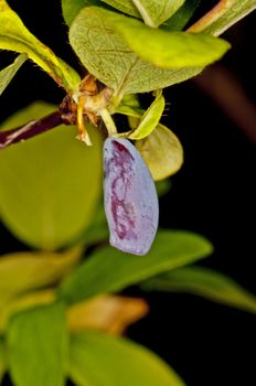 honeysuckle