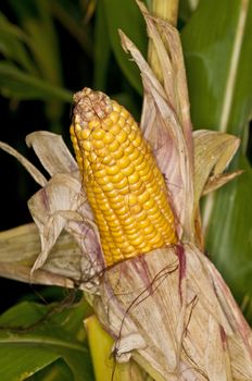 ripe corn