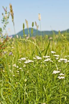 meadow with common yarrow