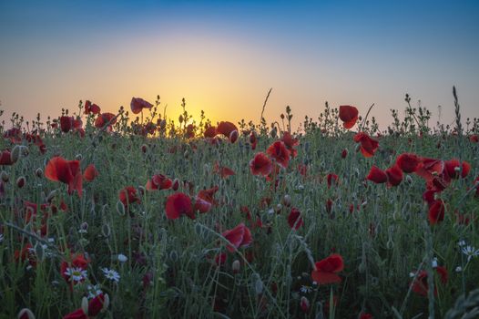 Red corn poppies in an agricultural field or meadow backlit at sunset with assorted wildflowers conceptual of spring