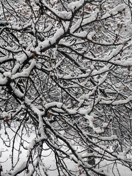 Tree branches in the snow. Background texture closeup.