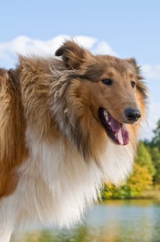 American truebred collie