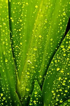 green with drops