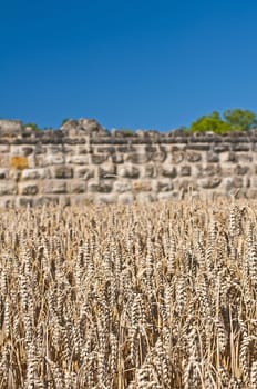 wheat with an old historic wall in the background