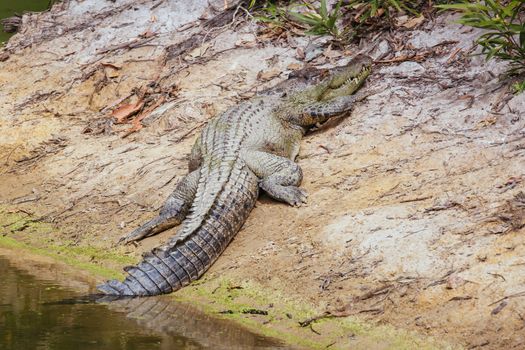 A crocodile waits patiently for prey in Queensland, Australia