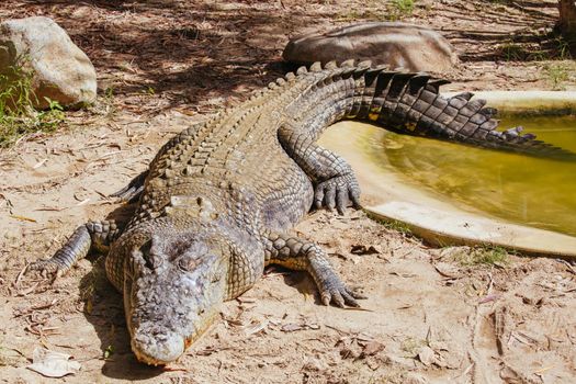 A crocodile waits patiently for prey in Queensland, Australia