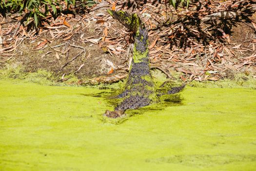 A crocodile waits patiently for prey in Queensland, Australia