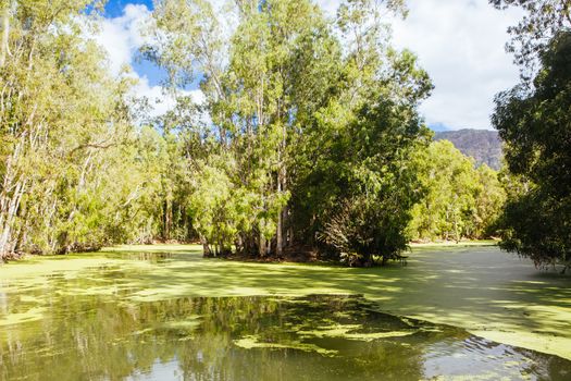 Wangetti, Australia - June 30, 2016: Swamp landscape at Hartley's Crocodile Adventures in Australia