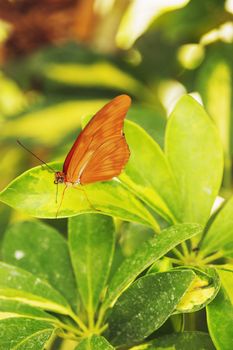  A butterfly on a leaf ,bright daylight ,saturated colors ,