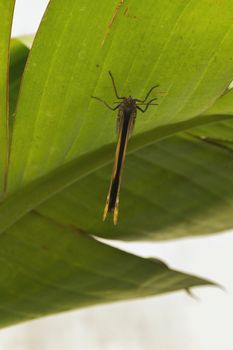 A butterfly is resting on a leaf ,vertical composition ,down view ,daylight ,