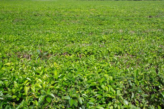 Fields of tea leaves in the Daintree region of Queensland, Australia
