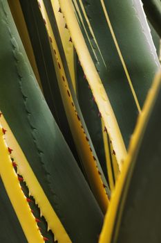 American agave ,sentry plant , long green leaves with red thorns an yellow margin ,selective focus ,vertical composition ,diagonal lines 