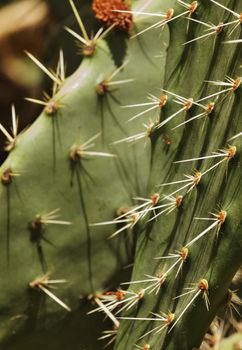 The sun casts  long cactus spines shadows on the plant surface ,vertical composition ,selective focus , high contrast ,