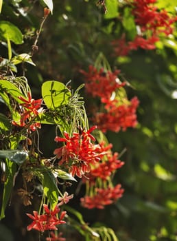  Blossomed petrea volubilis red flowers , the background is green and out of focus ,backlight  ,