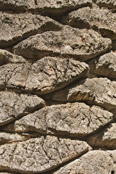 Section of a palm trunk ,the sun highlightes the texture and the curved shape  ,vertical composition ,