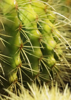 Cactus plant , spines wet and bright ,vibrant colors ,vertical composition ,