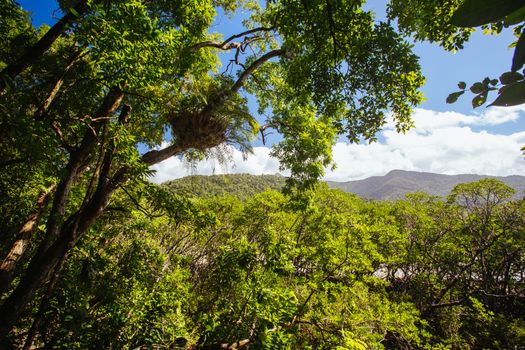 Landscape on the walk to Cape Tribulation Beach Lookout in the Daintree, Queensland, Australia