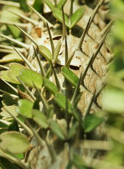 Alluaudia trunk ,didierea ascendens , the backlight highlights green leaves and spines ,vertical composition ,graphic effect