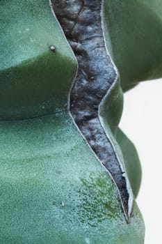 Impressive cactus wound ,funny shape ,macro photography ,vertical composition ,