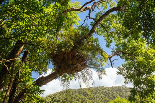 Landscape on the walk to Cape Tribulation Beach Lookout in the Daintree, Queensland, Australia