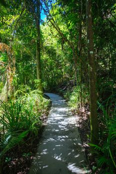 Landscape on the walk to Cape Tribulation Beach Lookout in the Daintree, Queensland, Australia