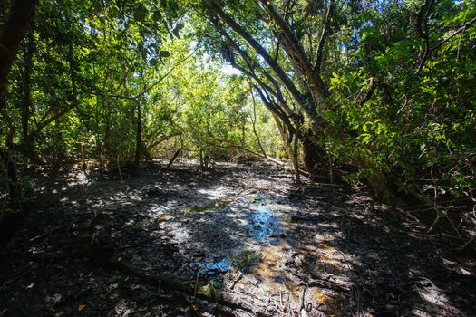 Landscape on the walk to Cape Tribulation Beach Lookout in the Daintree, Queensland, Australia