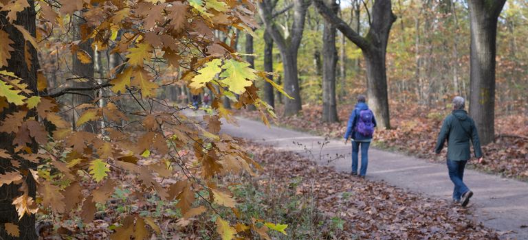 couple hikes in fall forest near utrecht in the netherlands