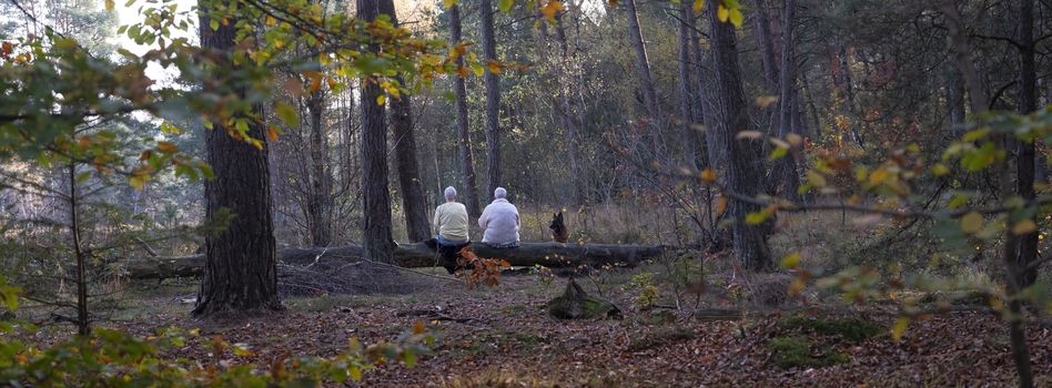 two elderly women and dog rest in autumnal forest on tree trunk near utrecht in the netherlands