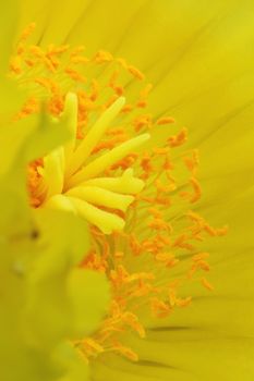 Yellow flower detail ,macrophotography ,vertical composition ,orange stamens bring out in the yellow color composition