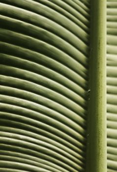 Enormous green leaf of a traveller's tree -ravenala madagascariensis lighted by the sun ,high light contrast ,graphic effect ,vertical composition