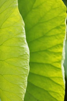 Impressive lotus flower  leaf-american lotus - close-up ,green color gradation ,bright light  ,vertical composition