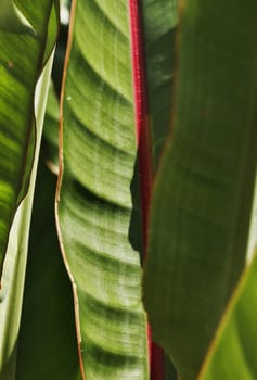 Strelitzia reginae or bird of paradise leaves ,green leaves with a red line , shapes are highlighted by the sun , vertical composition