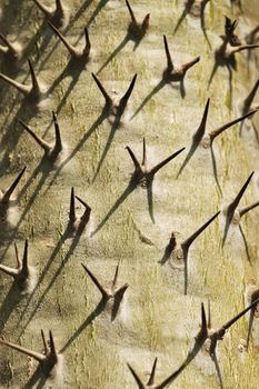 Alluaudia trunk ,didierea ascendens ,the sun casts spines shadows on the trunk ,vertical composition ,graphic effect