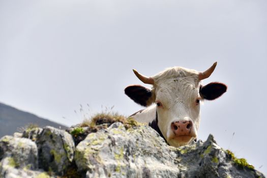 Grazing cows in the high mountains