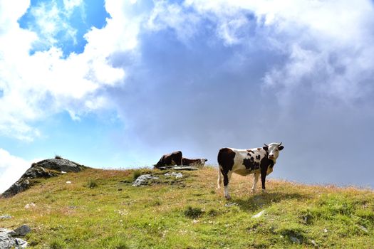 Grazing cows in the high mountains