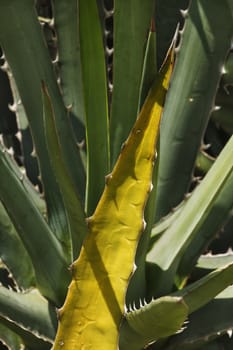 Agave univittata leaves ,a yellow leaf is surrounded by several gray-green leaves ,sun shadows on the surfaces ,vertical composition