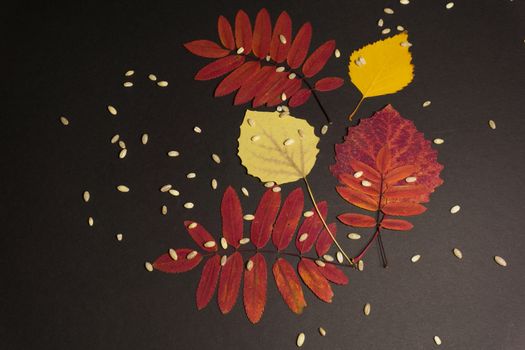 Composition of leaves of rowan, aspen, birch on black background