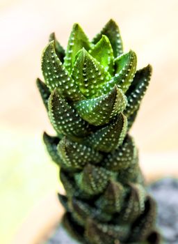 Succulent plant close-up, leaves texture of Haworthia Reinwardtii