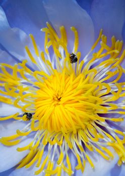 Bee in the blue petal and yellow pollen of water Lily