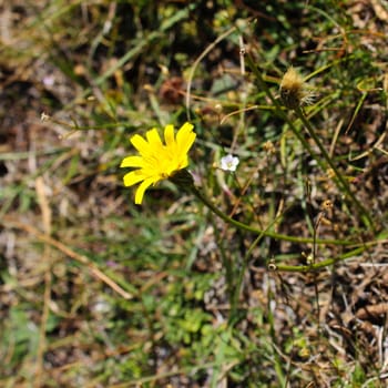 Yellow flower in semi-dry grass in autumn. Bjelasnica Mountain, Bosnia and Herzegovina.