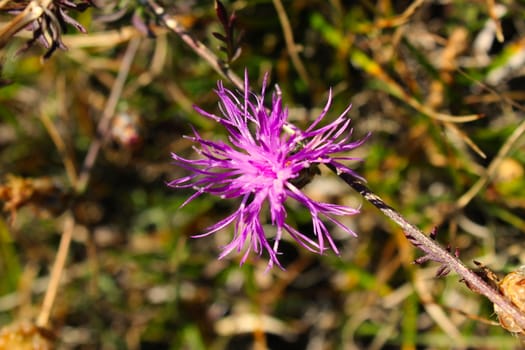 Centaurea jacea (brown knapweed or brownray knapweed) is a species of herbaceous perennial plants in the genus Centaurea native to dry meadows and open woodland. Bjelasnica Mountain.