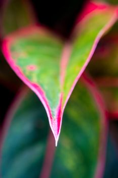 Close-up to detail vivid red and green color on leaf surface of Aglaonema 'Siam Aurola' beautiful tropical ornamental houseplant