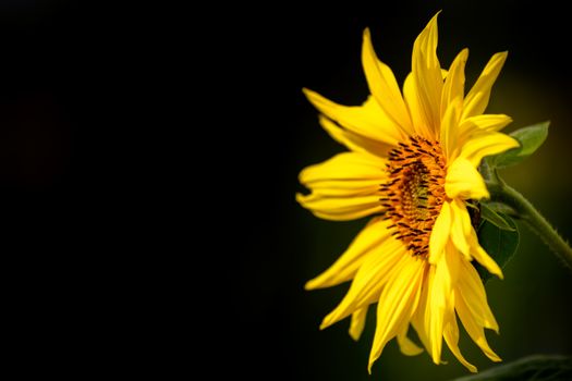 Yellow sunflower isolated on a dark background