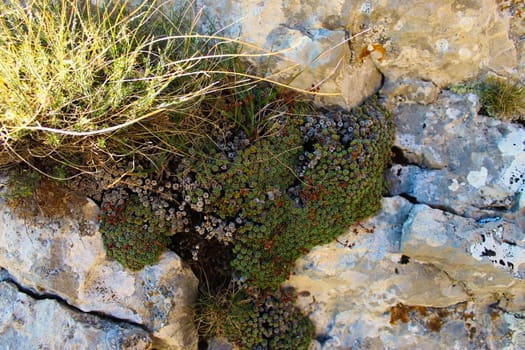 Something reminiscent of moss along with grass grows on a rock. Bjelasnica Mountain, Bosnia and Herzegovina.