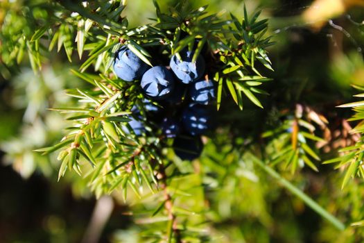 Ripe blue juniper berries sunlit on a branch between green needles. Juniperus communis fruit. Bjelasnica Mountain, Bosnia and Herzegovina.